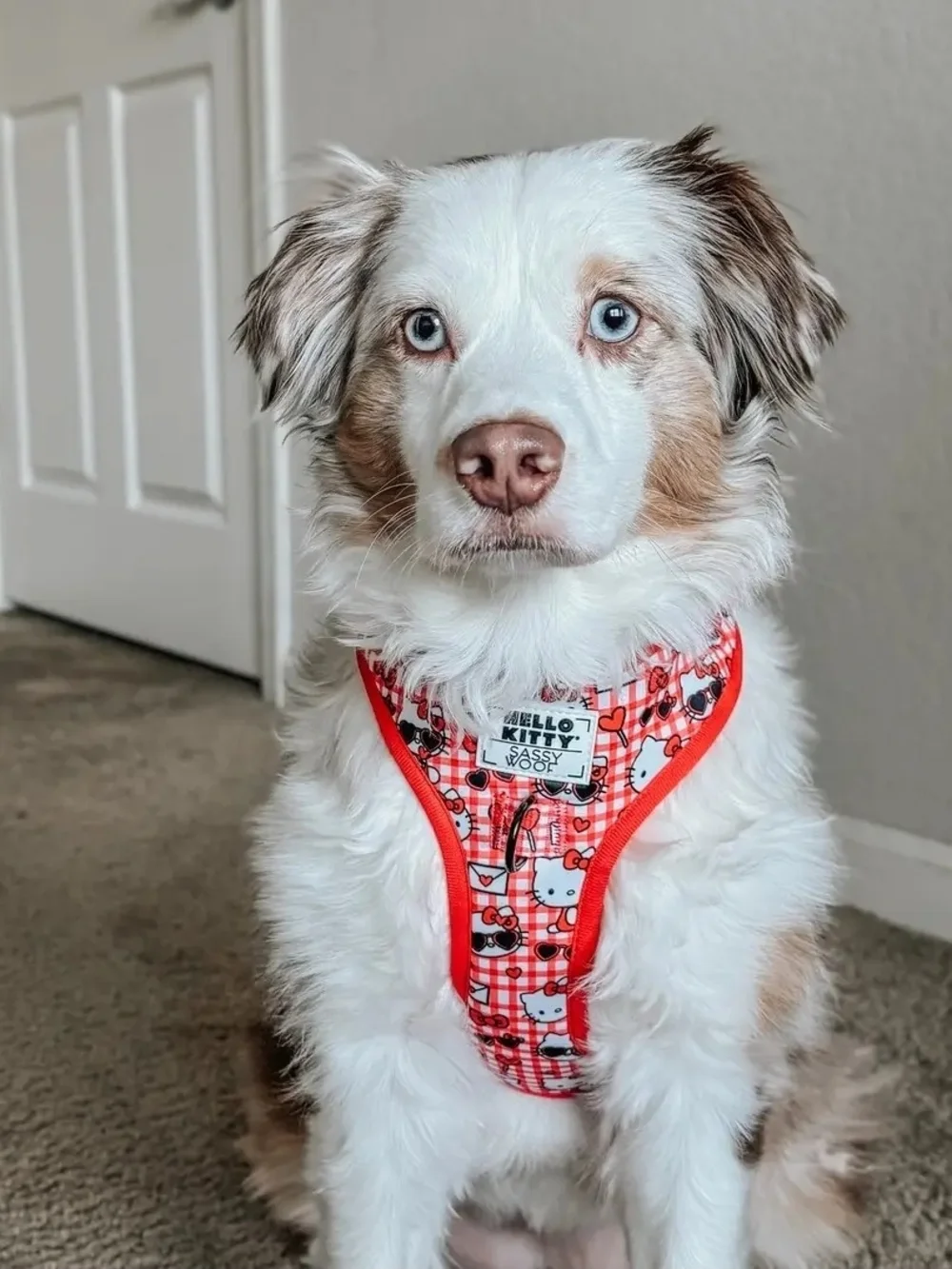 Sassy Woof Hello Kitty Red & White Padded Dog Harness